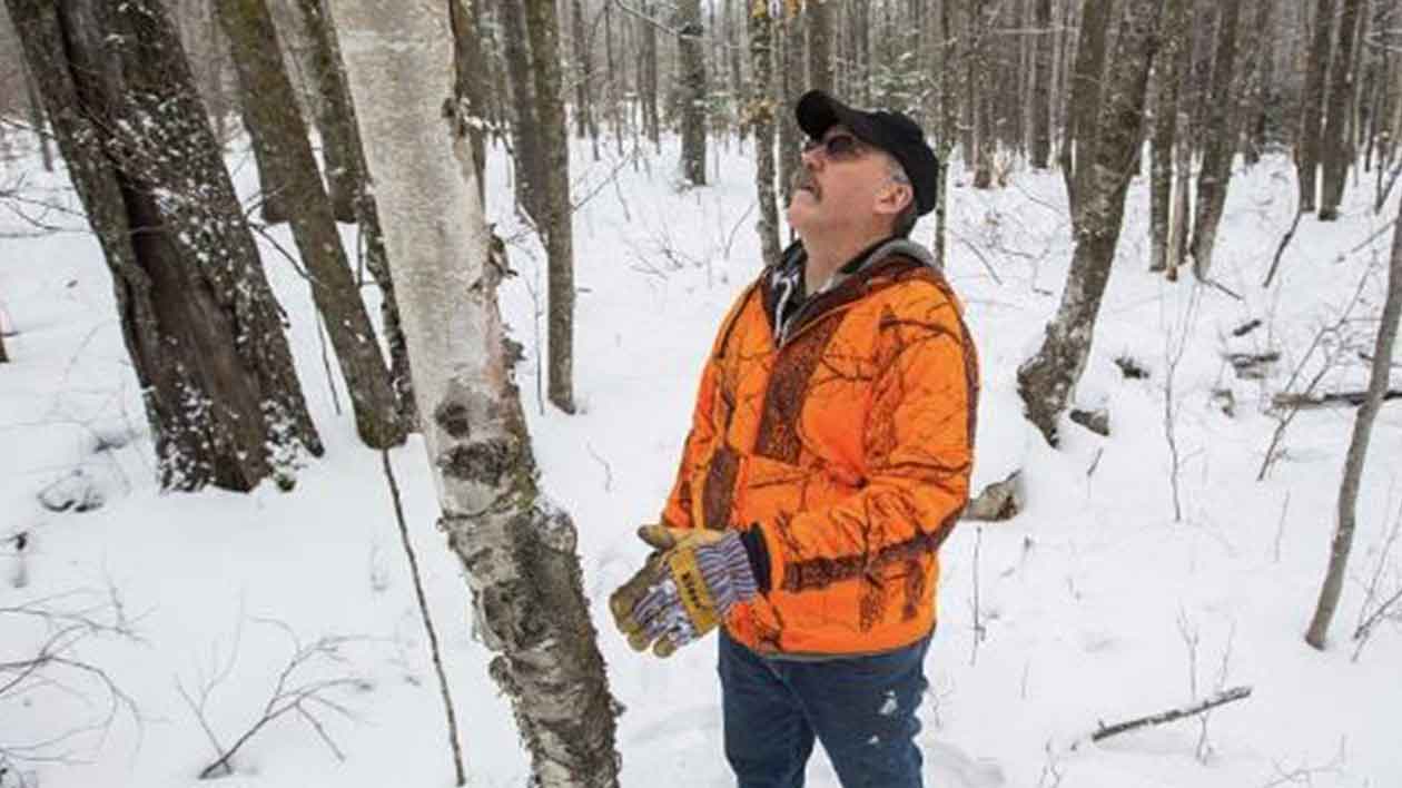 natural chaga, pure chaga, minnesota chaga