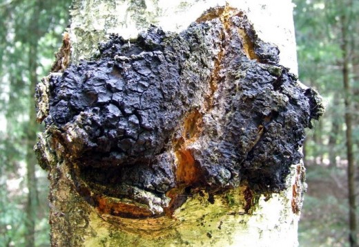 chaga tinctures, health