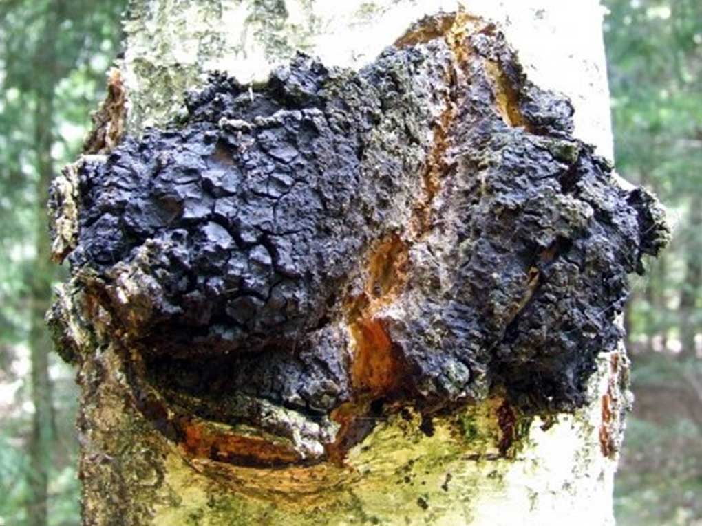 nature's remedy, chaga, natural health supplement